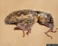 recovered from shipment of Thymus vulgaris from Israel at Quarantine Atlanta, GA
