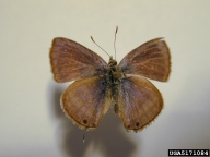 Forest and Kim Starr, Starr Environmental,  Bugwood.org