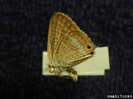 Forest and Kim Starr, Starr Environmental,  Bugwood.org