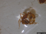 fire ant (<em>Solenopsis geminata</em>) adult(s)