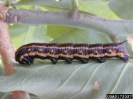 larva black morph on Nicotiana