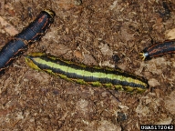 larva color morphs