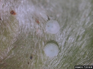 Forest and Kim Starr, Starr Environmental,  Bugwood.org