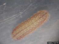 Forest and Kim Starr, Starr Environmental,  Bugwood.org