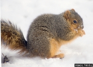 fox squirrel (<em>Sciurus niger</em>) adult(s)