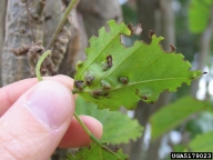 erythrina gall wasp (<em>Quadrastichus erythrinae</em>) damage