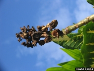 erythrina gall wasp (<em>Quadrastichus erythrinae</em>) damage on Indian coralbean (<em>Erythrina variegata</em>)