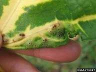 erythrina gall wasp (<em>Quadrastichus erythrinae</em>) damage on Indian coralbean (<em>Erythrina variegata</em>)