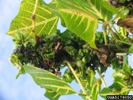 erythrina gall wasp (<em>Quadrastichus erythrinae</em>) damage on Indian coralbean (<em>Erythrina variegata</em>)