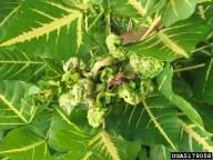 erythrina gall wasp (<em>Quadrastichus erythrinae</em>) damage on Indian coralbean (<em>Erythrina variegata</em>)