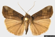 Natasha Wright, Braman Termite & Pest Elimination,  Bugwood.org Collection information:  February 06, 1972; Louisiana, Sunshine