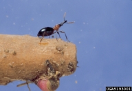 sweetpotato weevil (<em>Cylas formicarius</em>) adult(s)