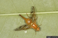 Female