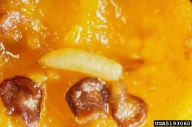 Larva