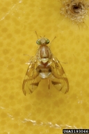 Male