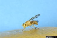 Lateral view of male