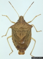 Collection information: May 12, 2003; Florida: Volusia Co.