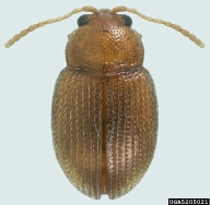 tobacco flea beetle