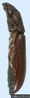 5209009