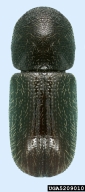dorsal view