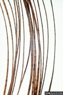 Dothistroma needle blight (<em>Mycosphaerella pini</em>) sign on slash pine (<em>Pinus elliottii</em>)