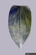powdery mildew (<em>Erysiphe cichoracearum</em>) symptoms on common zinnia (<em>Zinnia violacea</em>)