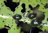 imported willow leaf beetle (<em>Plagiodera versicolora</em>) adult(s)