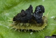 thistle tortoise beetle (<em>Cassida rubiginosa</em>) larva(e)