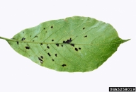 bacterial leaf spot (<em>Pseudomonas syringae</em>) symptoms on saucer magnolia (<em>Magnolia x soulangiana</em>)