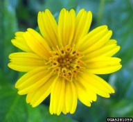 Bay Biscayne creeping-oxeye