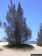 habit