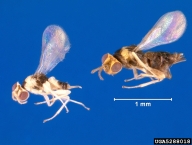 male and female
 