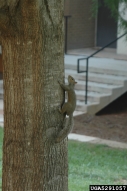 eastern gray squirrel (<em>Sciurus carolinensis</em>) adult(s)