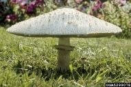 A common, beautiful, poisonous mushroom