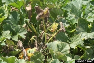 Wilting associated with squash bug infestation.