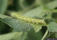 Late instar larva, side view