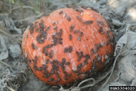 Late season mass of squash bugs on pumpkin fruit