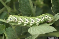 Last stage larva, defecating