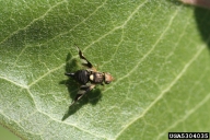 Canada thistle stem-gall fly (<em>Urophora cardui</em>) adult(s) on Canada thistle (<em>Cirsium arvense</em>)