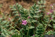 redstem stork's bill (<em>Erodium cicutarium ssp. cicutarium</em>) flower(s)