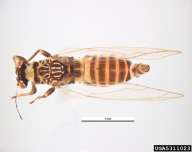 potato/tomato psyllid (<em>Paratrioza cockerelli</em>) adult(s)