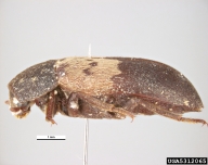 Body length 7-9mm.  Basal half of each elytron with band of pale brown hairs in the middle of which are small patches of black hairs, apical half of elytra black; apical margin of elytra smooth; pronotum entirely black or brown; metasternum and abdomen more or less uniformly black or brownish;  Australia: Victoria, Woodend, J. Dixon.