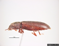 Adult length 4-6mm, colour black-dark brown; pronotum wider than long and punctations distinctly separated; punctations on medium thrid of elytra in fairly distinct rows, punctations on elytra in double rows between ridges; USA, 1966.