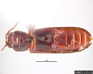 Adult length 4-6mm, color black-dark brown; USA, 1966.