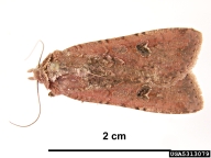 Inconspicuous moth; body length c. 18mm, wing span c. 40mm.. The body and wings are light dusty or grayish brown. Some dusty mottling is present on the forewings; USA. California, Li County, Palmdale, 20 April, 1960. H. Hamera.