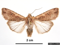 Inconspicuous moth; body length c. 18mm, wing span c. 40mm.. The body and wings are light dusty or grayish brown. Some dusty mottling is present on the forewings; USA. California, Li County, Palmdale, 20 April, 1960. H. Hamera.