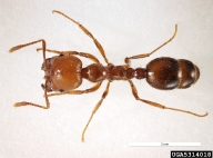 Workers are polymorphic; body length ranging from 3-5mm. Body is red-orange brown, head brown. (ISSG Global Invasive Species Database); worker ants have two nodes between the thorax and abdomen, distinct compound eyes, Major worker ants have a deep groove on the vertex of the head, mandibles without teeth and are entirely black, with a short antennal scape reaching half-way to the vertex (Vinson et al. 2003); Waneroo, Western Australia. Coll: Widmer and Smith 23.v.2005.