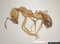 Workers are polymorphic; body length ranging from 3-5mm. Body is red-orange brown, head brown. (ISSG Global Invasive Species Database). Worker ants have two nodes between the thorax and abdomen, distinct compound eyes, ten segments on the antennae with two segments forming a club, no spines on the propodeum and are over 2 mm long; Waneroo, Western Australia. Coll: Widmer and Smith 23.v.2005.