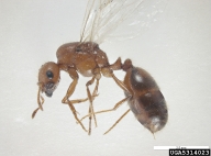 Queen; Waneroo, Western Australia. Coll: Widmer and Smith 23.v.2005