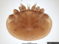 Adult female mites are brown to dark brown, shaped like a crab.  Adult males are yellowish with lightly tanned legs and spherical body shape. The male chelicerae are modified for transferring sperm.  Body length: 1.06 mm., width: 1.50 mm.; collected on specimens of Apis cerana.